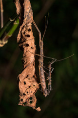 Hong Kong spiny stick insect mating on dried leaf