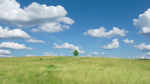 Time lapse shot of lonely tree on blue sky and cloud background
