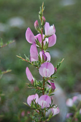 Ononide spinosa (Ononis spinosa) infiorescenza