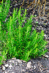 Rosmarinus officinalis - rosemary