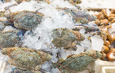 Fresh blue swimming crab on ice for preserve.