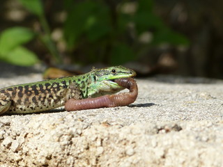 Sand Lizard eats earthworms,
lacerta agilis, Lumbricidae