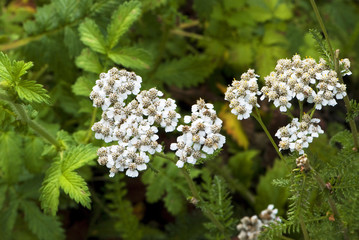 Achillea millefolium - yarrow.