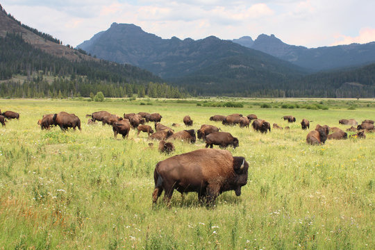 USA / Yellowstone National Park - Bisons sauvages
