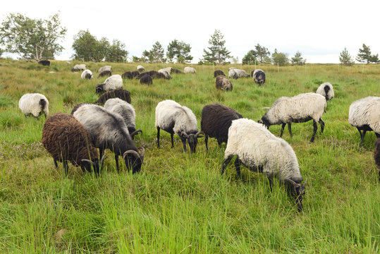 Moorland sheep grazing on high moor