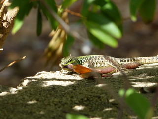Sand Lizard eats earthworms,
lacerta agilis, Lumbricidae