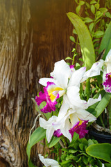 Beautiful purple and white orchid blooming