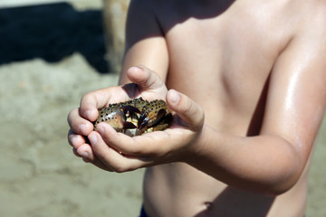 Crab in the hands of a child