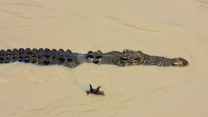 saltwater crocodile, Queensland, Australia