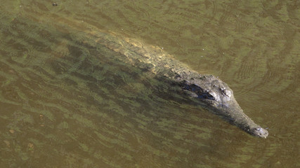 saltwater crocodile, Queensland, Australia