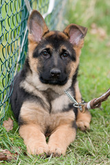 chiot berger allemand