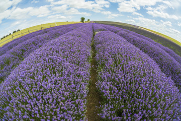 Fototapeta na wymiar Lavender field in the summer - fisheye perspective