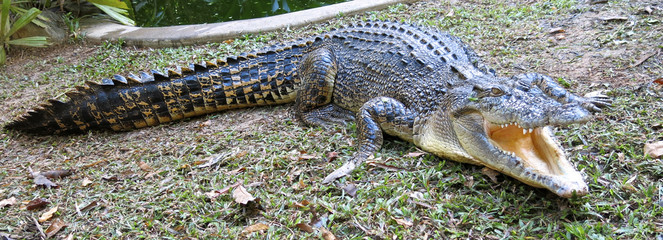 saltwater crocodile, Queensland, Australia