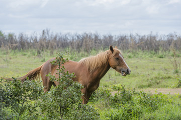 Obraz premium Wild pony in New Forest National Park