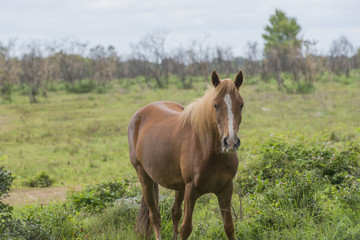 Fototapeta premium Wild pony in New Forest National Park