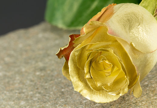Gold painted yellow rose close up