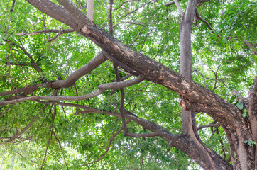 Under the shade of a tree.