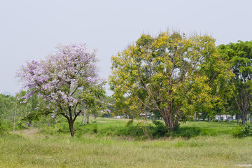 Two pink and yellow trees on a green grasses