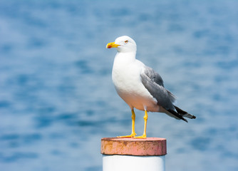 yellow-legged gull