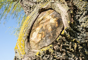 Weathered tree trunk with a cut branch