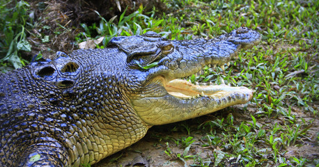 Naklejka premium saltwater crocodile, Queensland, Australia