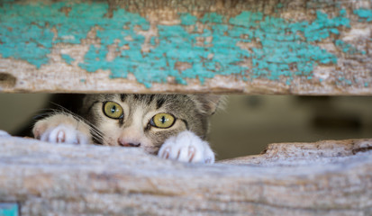 Small kitty through old wooden door hole
