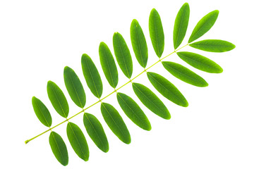 Cassia siamea leaf isolated on white background - obrazy, fototapety, plakaty
