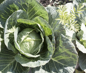 Fototapeta premium Cabbage in a summer garden