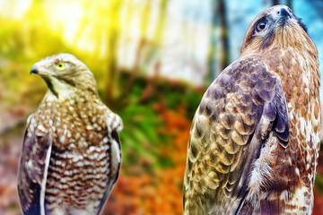 Saker falcon in his  natural habitat.