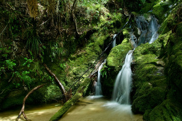 A small stream in New Zealand forest