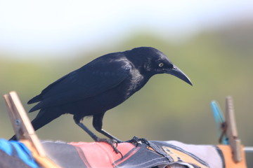 Naklejka premium Les Grenadines - Mayreau - Mai 2015