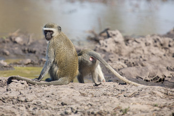 Vervet monkey drinking water from pond with dry mud