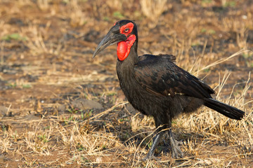 Ground hornbill close-up with red face and large bill