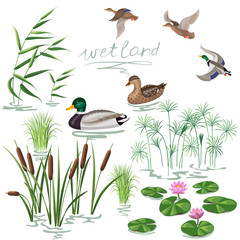 Wetland Plants and Ducks Set - obrazy, fototapety, plakaty