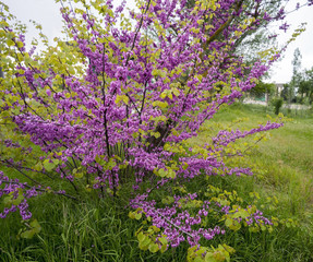 Obraz premium Blooming Bush of Cercis in Crimea.