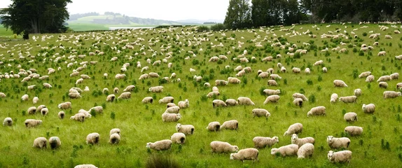 Poster Nouvelle-Zélande Des moutons paissant à Nea Zealand