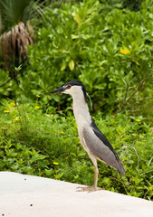 Naklejka premium Black crowned night heron. Nycticorax nycticorax. Florida