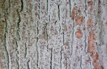 Bark from a tree