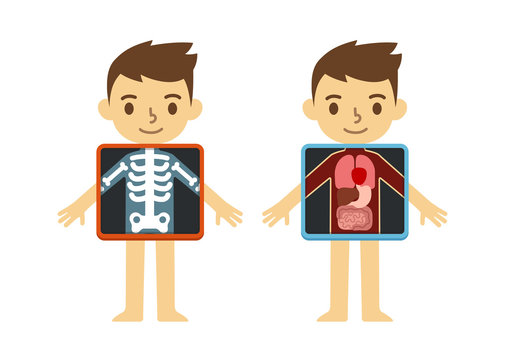 Two illustrations of cute cartoon boy with x-ray screen showing his internal organs and skeleton. Element of educational infographics for kids.