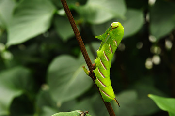 Ligusterschwärmer Raupe