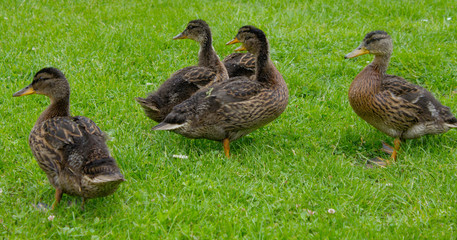 Ducks in a park