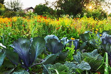 In the flower and vegetable garden