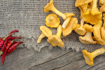 Cantharellus cibarius, commonly known as the chanterelle, golden chanterelle or girolle, is a fungus. Mushrooms on wooden and sackcloth background
