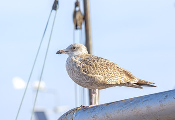 Seagull standing on a mast in the harbor.