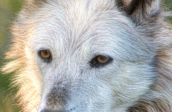 Close-up of the yellow eyes of a white wolf in a sanctuary