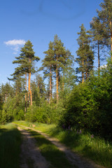 Природа России. Дорога в сосновом лесу.