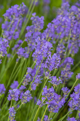 lavender on a field in detail