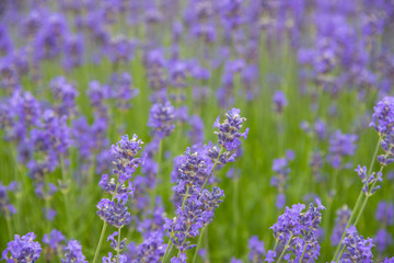 lavender on a field in detail