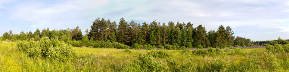 Природа России. Дикое поле и сосновый лес на горизонте. © 1802185