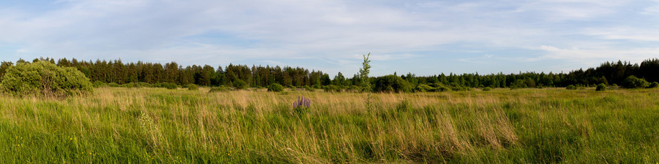 Природа России. Дикое поле и сосновый лес на горизонте. © 1802185